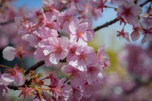 Kawazu Zakura, Cherry blossoms around Yodo Suiro Waterwork, Kyoto