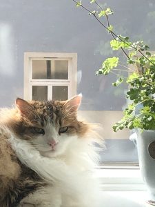 cat