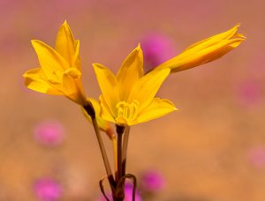 ananuca_amarilla-desert-flower