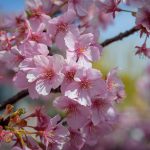 Kawazu Zakura, Cherry blossoms around Yodo Suiro Waterwork, Kyoto