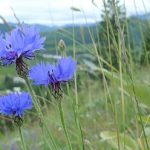 440px-Centaurea_cyanus_3