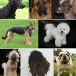 Montage_of_dogs