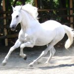 WHITE HORSE