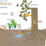 Mycorrhizal_network.svg