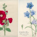 Sadan-karlek-till-blommor