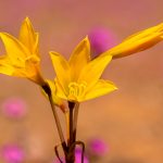 ananuca_amarilla-desert-flower